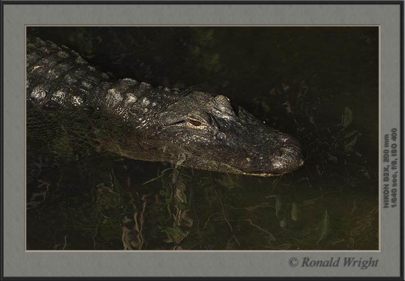 2006-04-12_01_DSC4287a