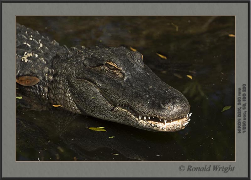 2006-04-12_01_DSC4387