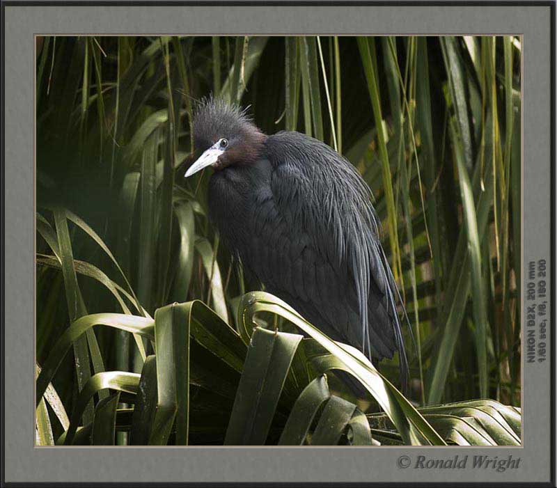 2006-04-12_01_DSC4398