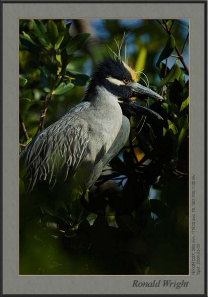 2006-03-30_01_DSC4106a