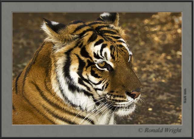 2006-01-07_01_DSC3554