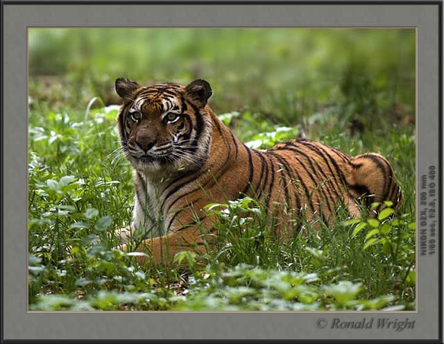 2006-04-29_01_DSC4510a